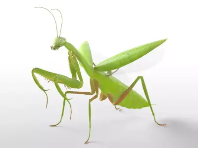 Mantis insect Low-poly 3D model