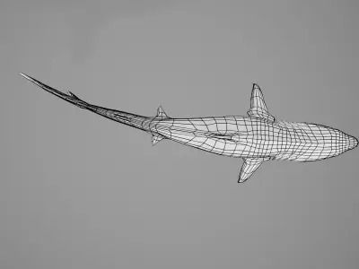 Tiger Shark Low-poly 3D model