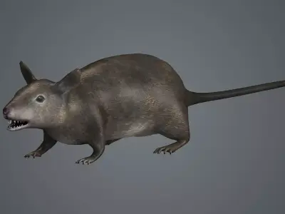 rat fur mouse mice animals rodent farm epidemic  3D model