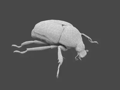 Beetle Chafer Popillia quadriguttata Low-poly 3D model