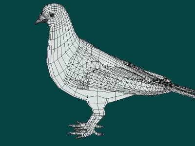 Lahore Pigeon Bird Low-poly 3D model