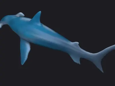 sea killers sea animals hammerhead hammer-head shark  3D model
