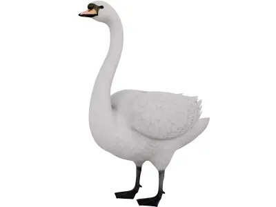 Swan Bird 3D model