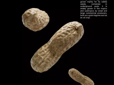 Peanut - Commercial Ready Low-poly 3D model