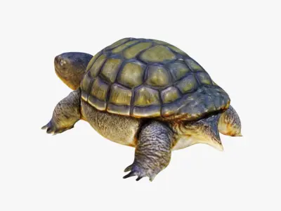 Tortoise Free 3D model