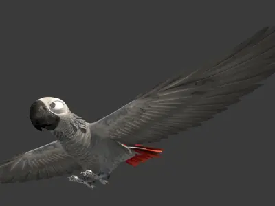 Gray parrot Low-poly 3D model