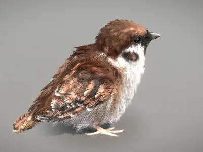 Eurasian Tree Sparrow 3D model