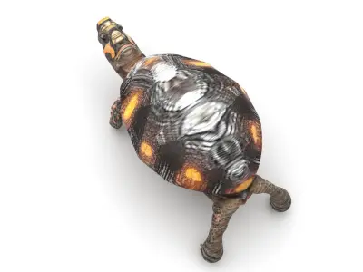 Turtle 3D model