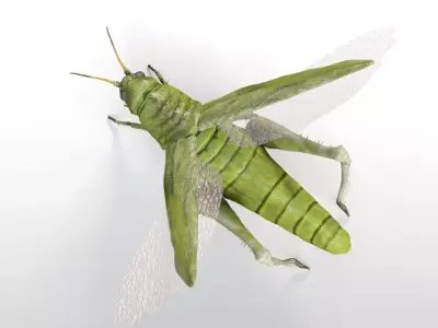 Grasshopper insect Low-poly 3D model
