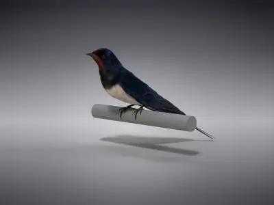 Barn Swallow Animated VFX Grace 3D model