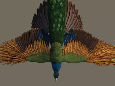 Peacock 3D model in flight 3D model