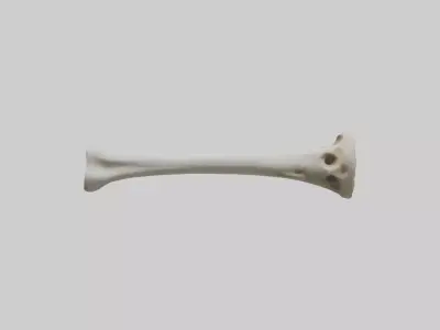Giraffe Humerus Low-poly 3D model
