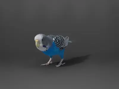Budgerigar Rigged VFX Grace 3D model