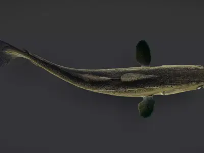 Realistic Atlantic Cod Animated 3D model