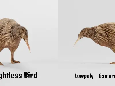 Kiwi Flightless Bird Animal Low-poly 3D model