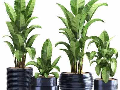 indoor plant set016 3D model