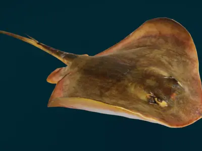 Red Stingray Animated  Low-poly 3D model