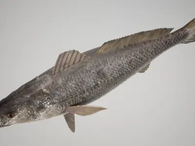 Tigertooth Fish 3D model