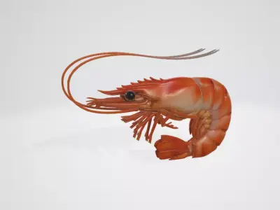 Shrimp 3D model