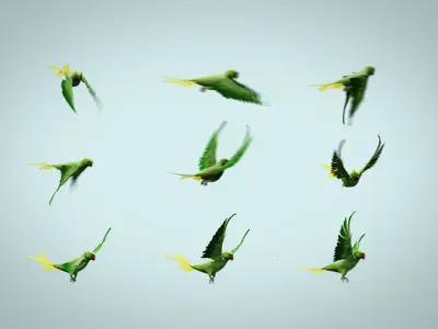 Parakeet parrot in flight 3D model