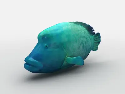  Humphead Wrasse Fish Low-poly 3D model