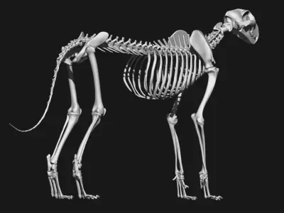 Cheetah Skeleton 3D model