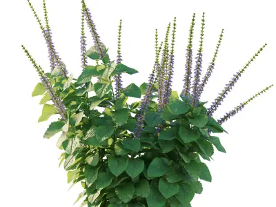 Plectranthus barbatus 3D model