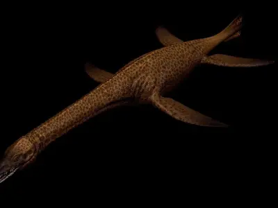 Cryptoclidus Pack Low-poly 3D model