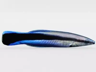 Bluestreak Wrasse Low-poly 3D model