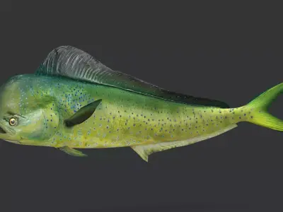 Realistic Mahi Mahi Animated 3D model