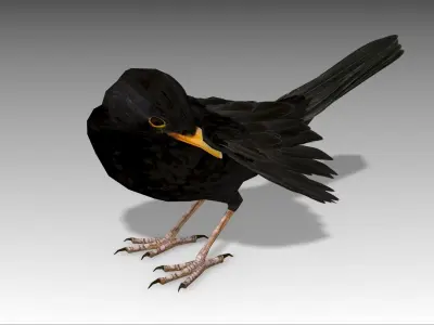 Blackbird bird Low-poly 3D model