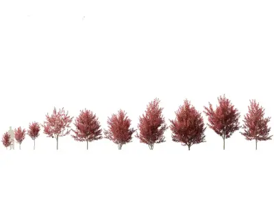 Prunus virginiana - Chokecherry 02 3D model