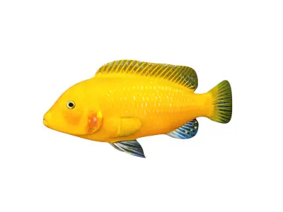Low-Poly Cichlid Yellow Animated Low-poly 3D model