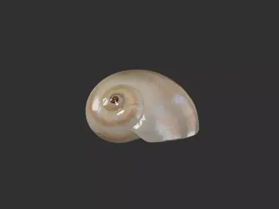 Sea Shell 1 3D model