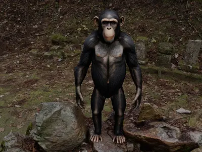 Chimpanzee Character - Realistic - Rigged - Animated for Games Low-poly 3D model