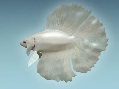 Betta Fish 8 3D model