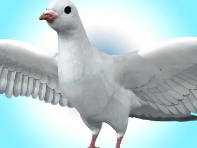 Dove White Pigeon  Low-poly 3D model