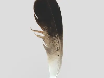 Feather Low-poly 3D model