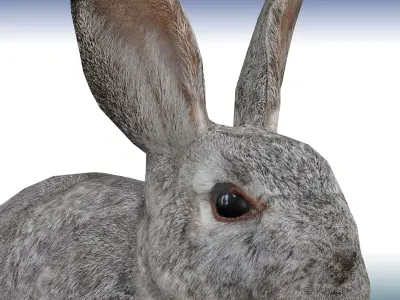 Rabbit  Low-poly 3D model