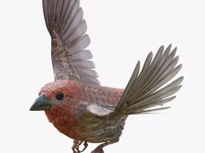 House finch - Blender Low-poly 3D model