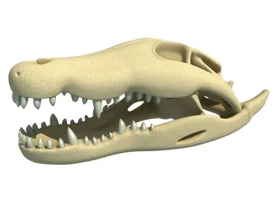Crocodile Skull 3 3D model