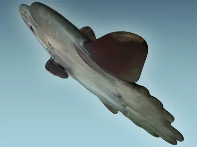 Sunfish 2 puffer fish 3D model