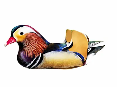 floating duck Low-poly 3D model