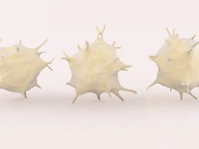 Activated Platelets 3D model