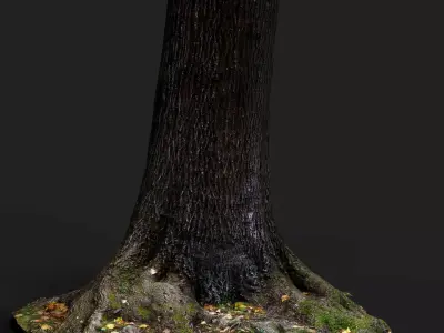 tree bark wide trunk part PBR photogrammetry Low-poly 3D model