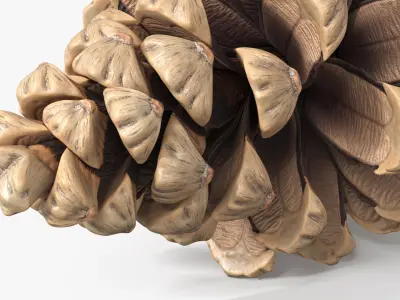 Partially Opened Pine Cone Brown 3D model