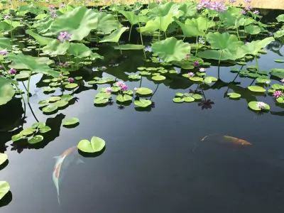 Lotus and Koi Fish Pond 01 Low-poly 3D model