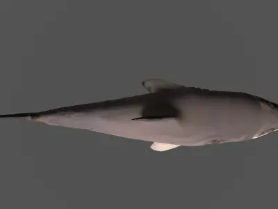 Shark 3D models Low-poly 3D model