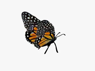 Butterfly Free 3D model