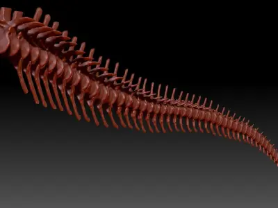 Dinosaur Spinosaurus Tail Skeletons Set 3D model